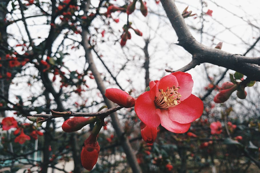 china, wuhan, flower, plant, flowering plant, freshness, growth HD wallpaper