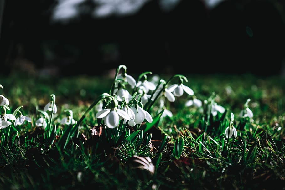 white petaled flower, plant, grass, selective focus, growth, land HD wallpaper