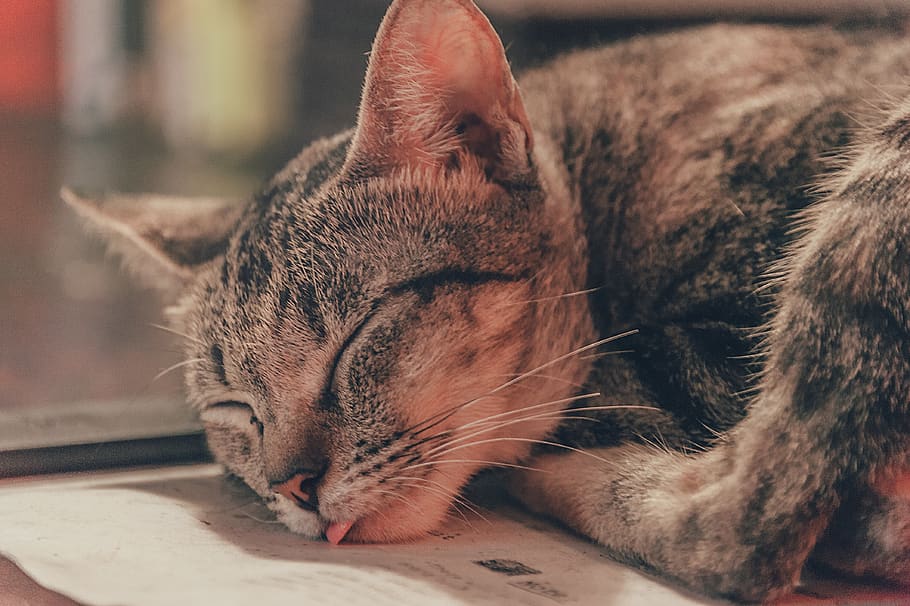 cat, cute, sleep, kitten, pet, feline, animal, adorable, young HD wallpaper