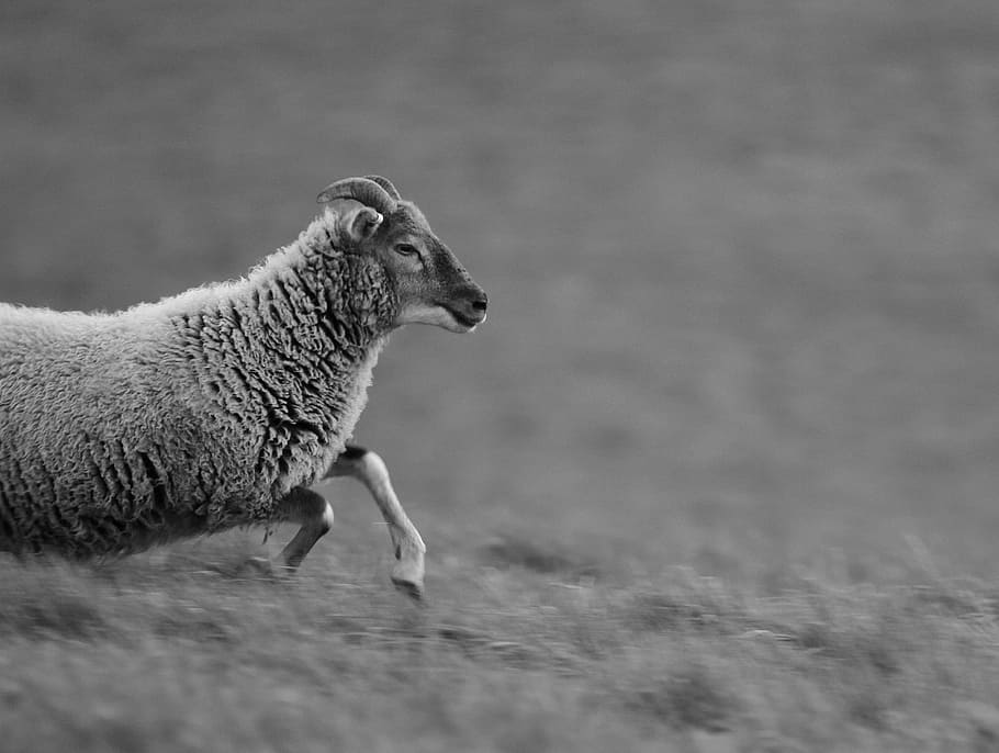 Grey Scale Photo of a Sheep Running in the Field during Daytime, HD wallpaper