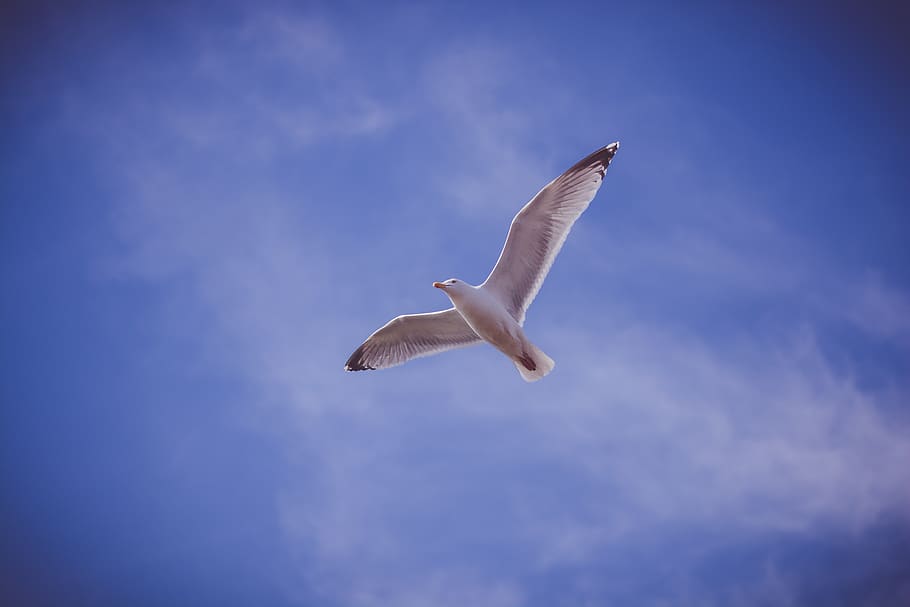 saegull, bird, flying, flight, sky, blue, animal wildlife, animal themes HD wallpaper