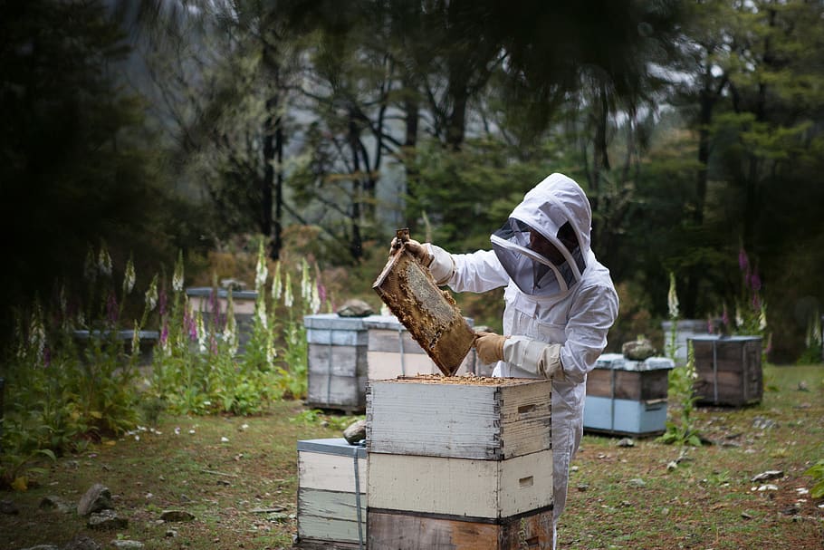 man holding honeycomb, human, person, apiary, wilderness, new zealand