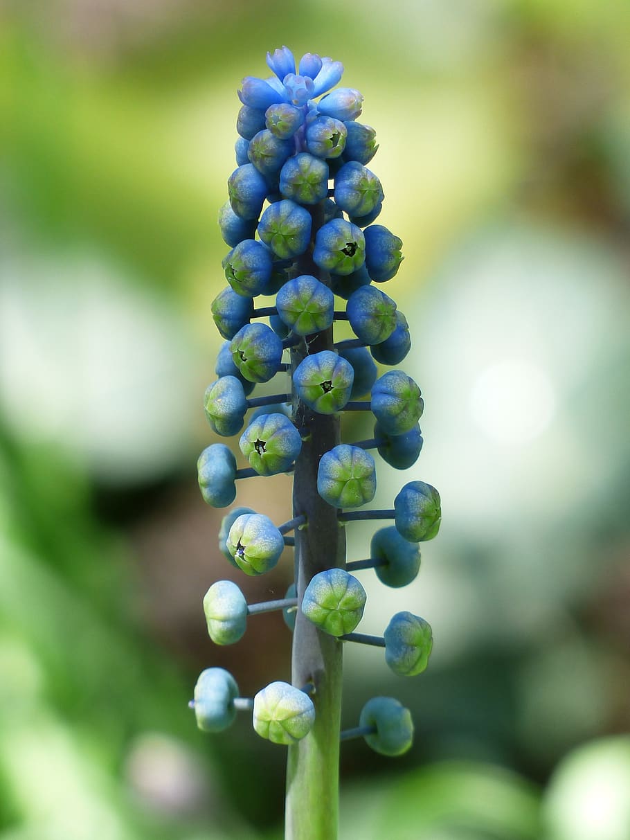 Blue and Green Flower in Selective Focus Photography, bloom, blossom HD wallpaper