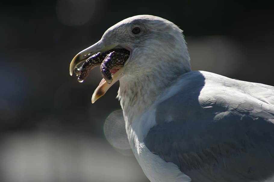 seagull, bird, nature, wings, wildlife, animals, seabird, animal themes HD wallpaper