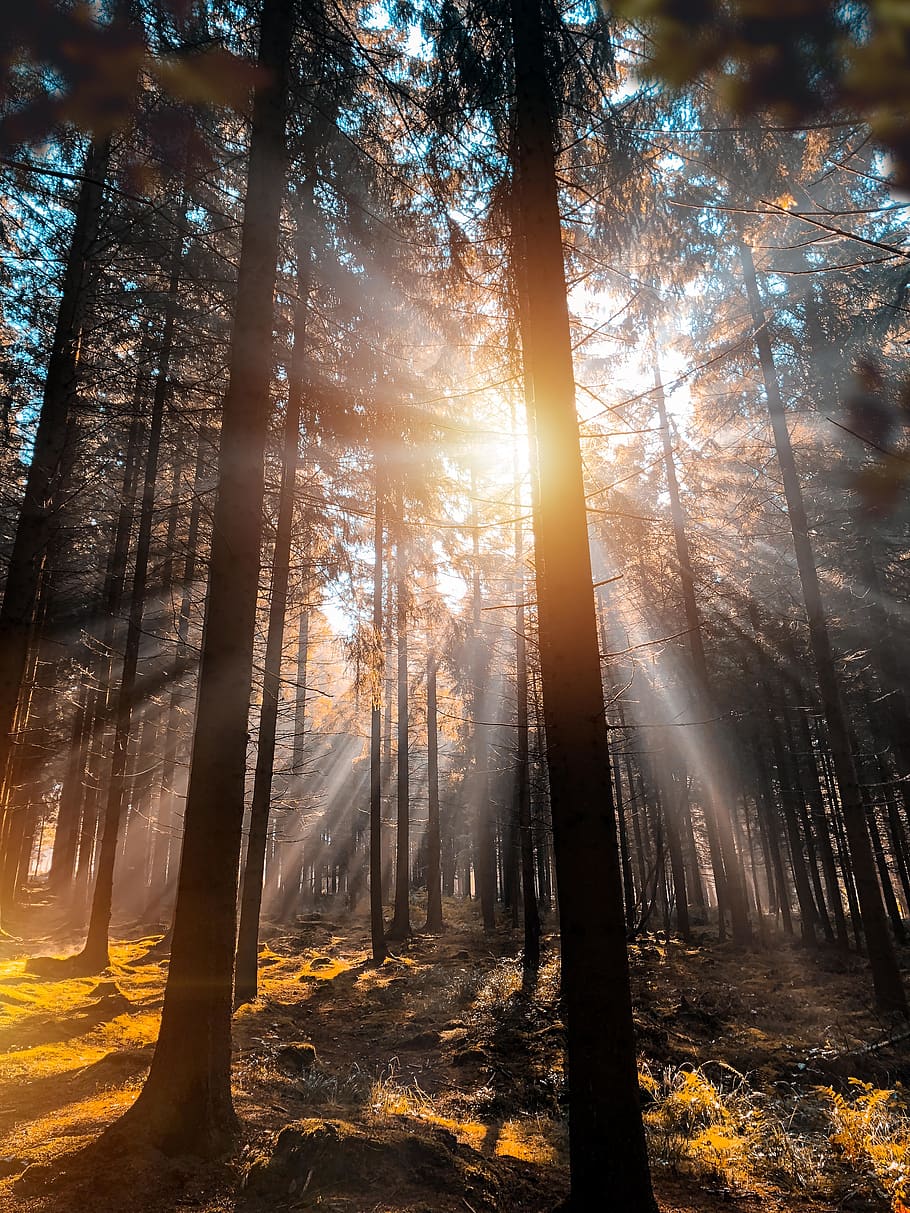 Сосновый лес солнце