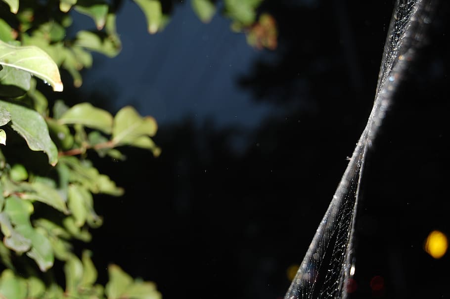 cobweb, spider, night, rain, dreams, nature, water, plant part HD wallpaper