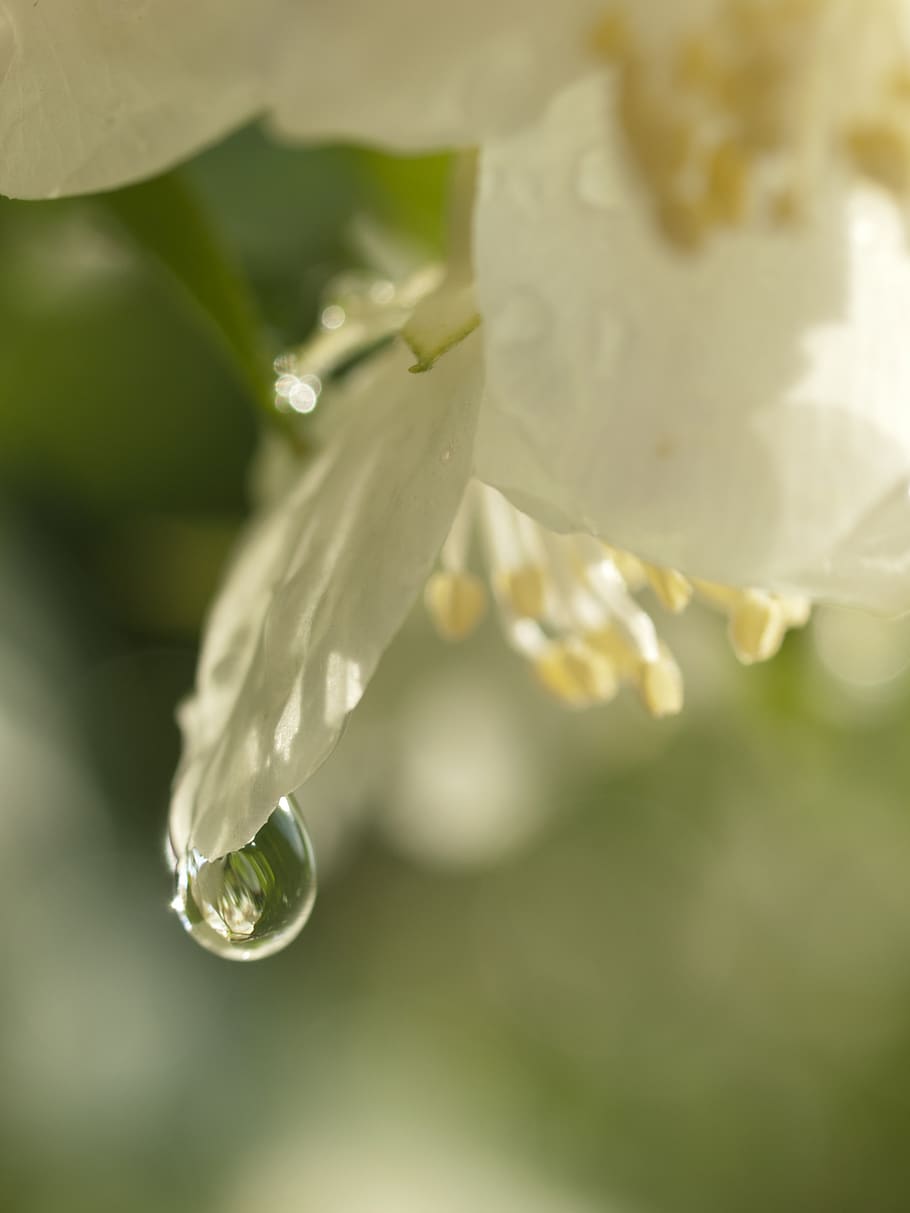 a drop of, jasmine, white, flower, plant, flowering plant, fragility