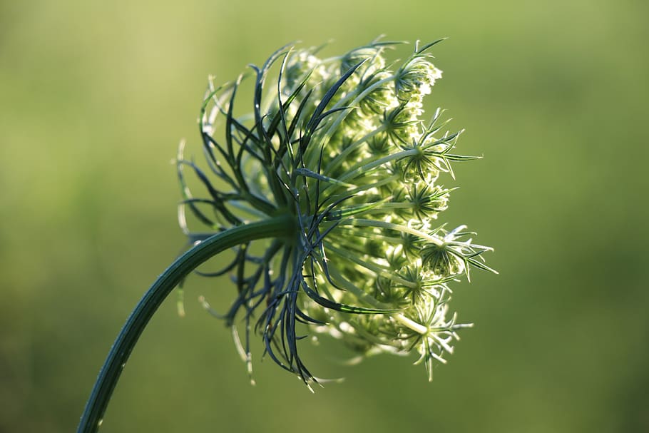 austria, lower austria, makro, green, flower, bokeh, plant HD wallpaper