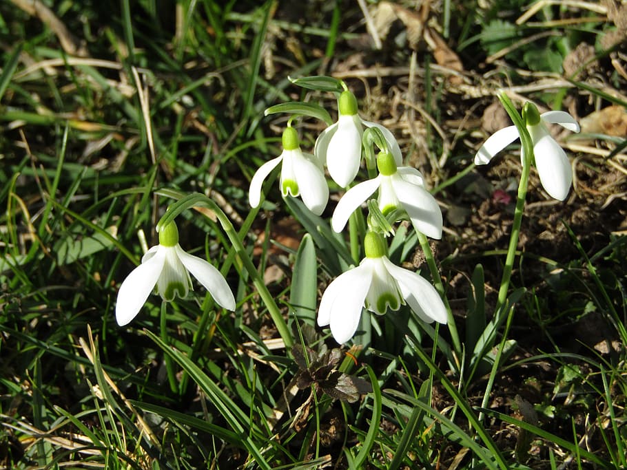 snowdrop, white, flowers, spring, sun, nature, early bloomer HD wallpaper