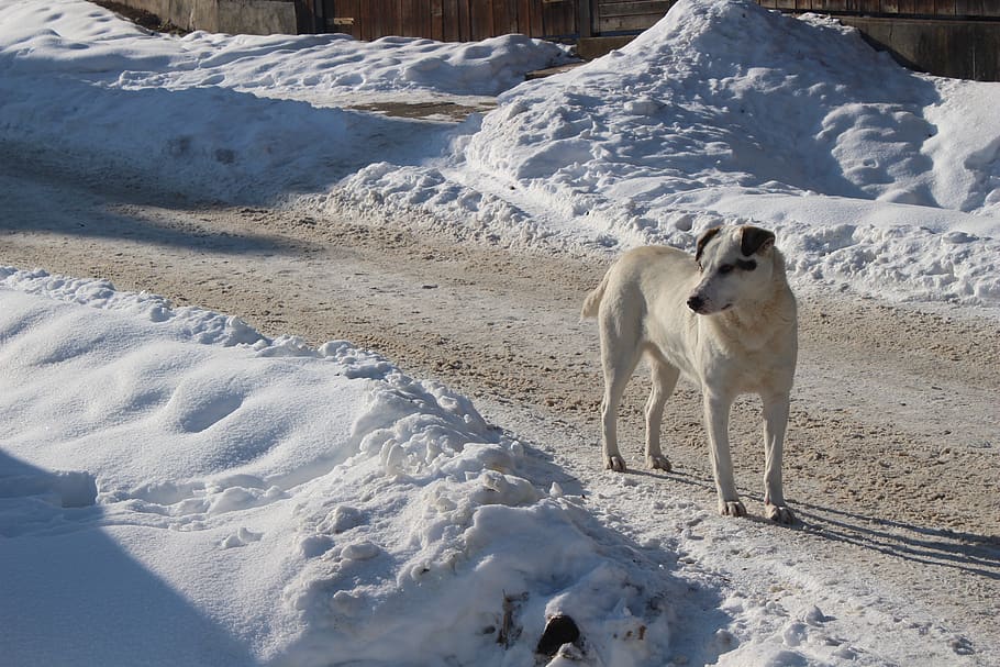 winter, dog, white, snow, animal, cold, pet, nature, landscape HD wallpaper