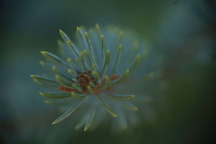 plant, close-up, growth, flower, beauty in nature, flowering plant HD wallpaper