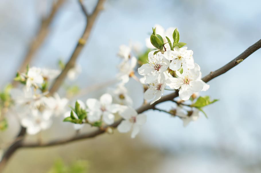 flowers, apple, spring, branch, tree, white, fruit, beautiful HD wallpaper