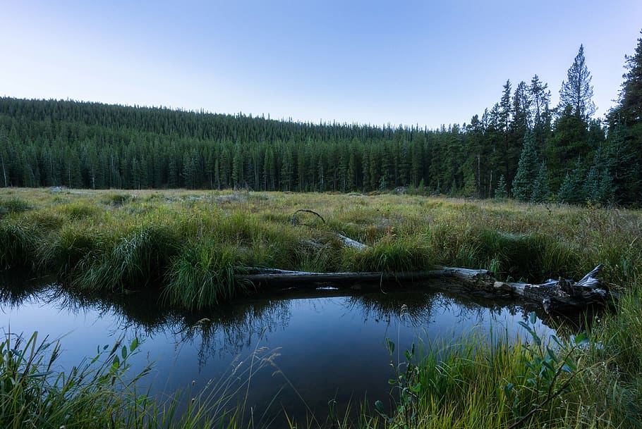 grass field during daytime, outdoors, nature, land, water, abies HD wallpaper