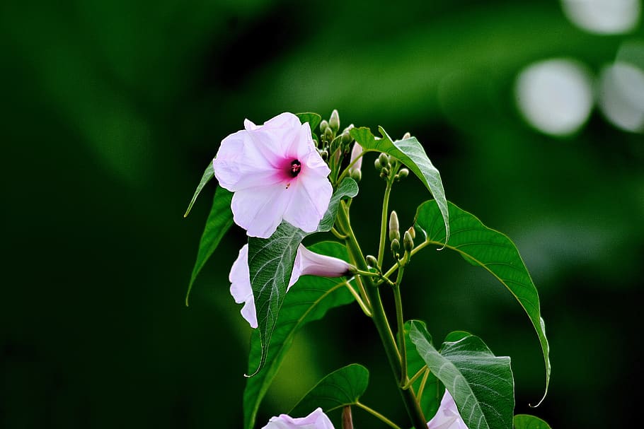 morning glory, flower, bangladesh, nyc, green, landscapes, natural, HD wallpaper