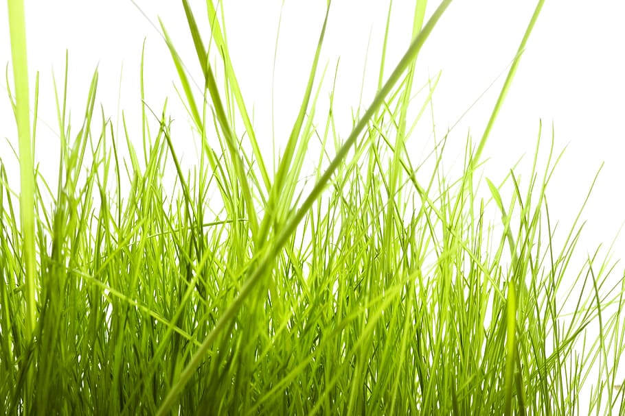 con2011, background, field, fresh, garden, grass, green, growth HD wallpaper