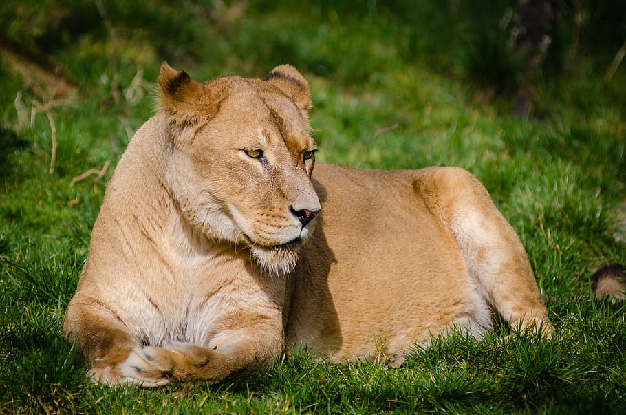 Brown Lioness Laying on Green Grass during Daytime, animal, animal photography, HD wallpaper