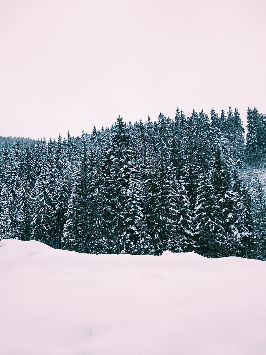 green pine trees during daytime, plant, abies, fir, conifer, spruce HD wallpaper