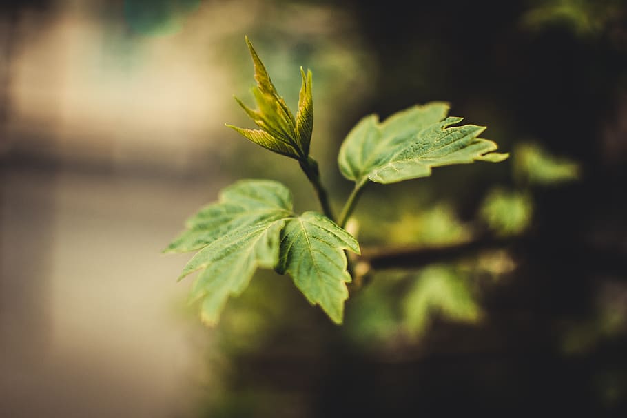 leaf, plant part, close-up, growth, green color, nature, no people HD wallpaper