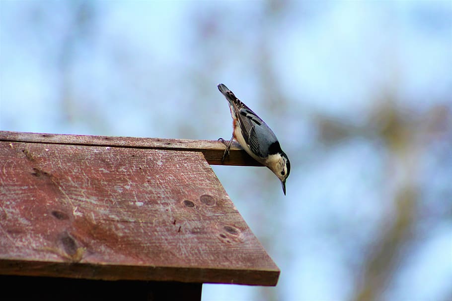 bird, nature, white breasted nuthatch, animals in the wild HD wallpaper