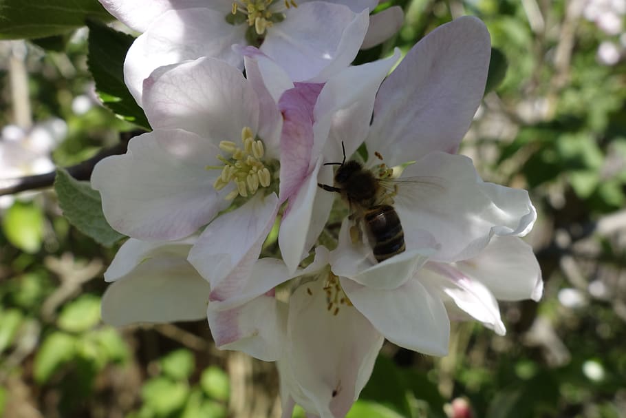 bees, nectar, spring, honey bee, garden, pollination, flower HD wallpaper