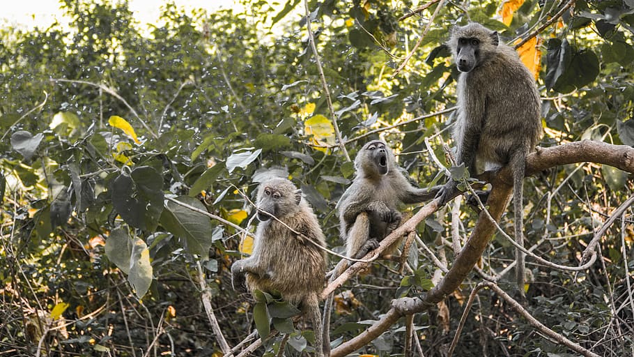 primate perching on tree, animal wildlife, animals in the wild HD wallpaper