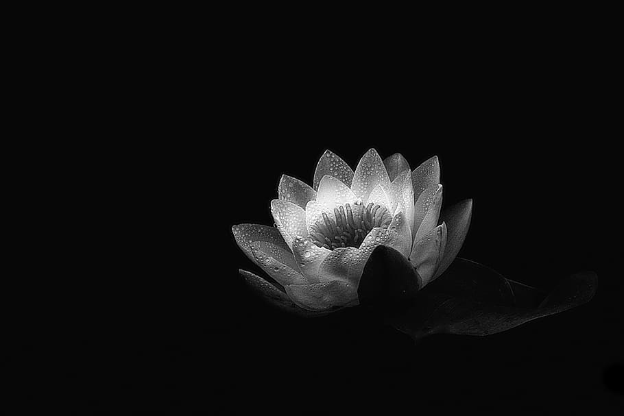 water lily, flower, flowering plant, beauty in nature, vulnerability HD wallpaper