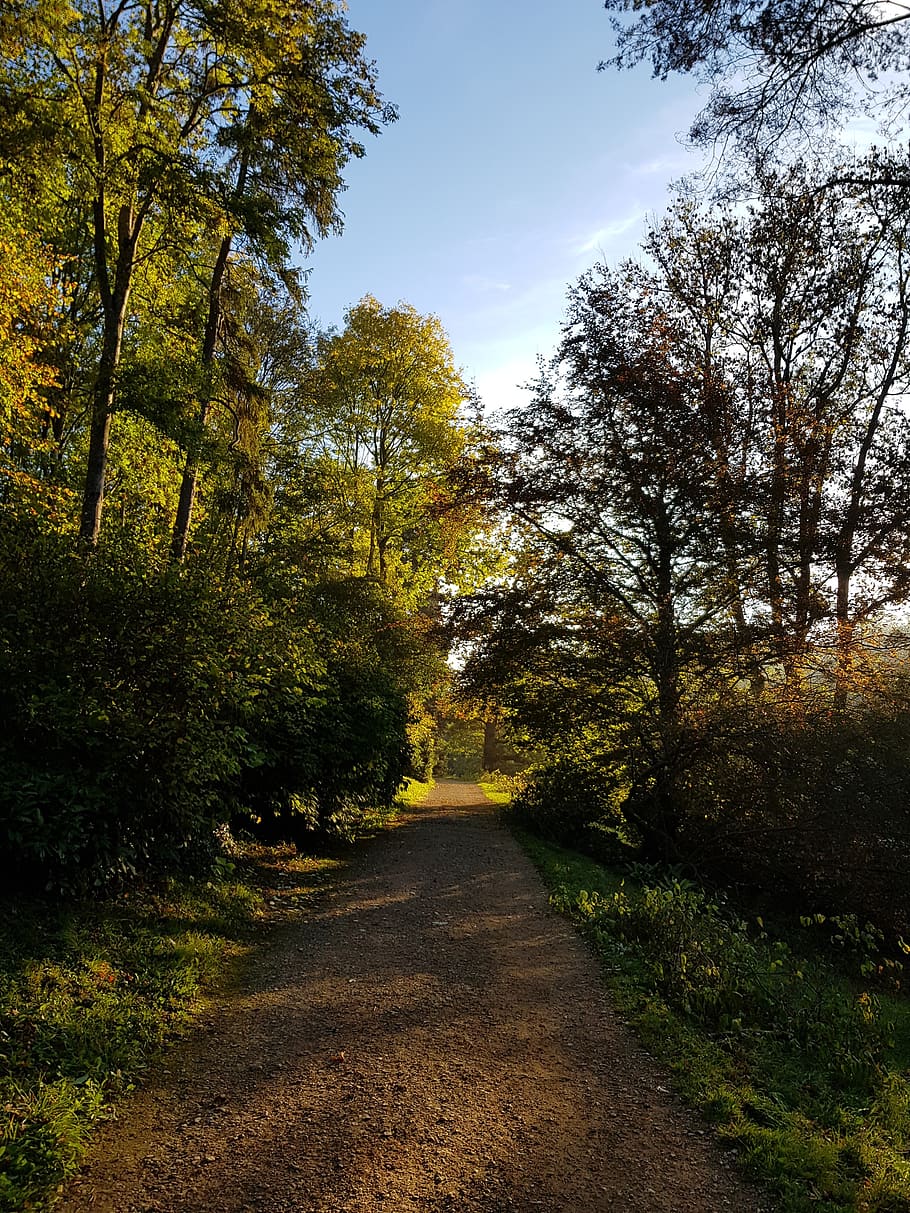 path, early morning, sun, forest, tree, plant, the way forward HD wallpaper