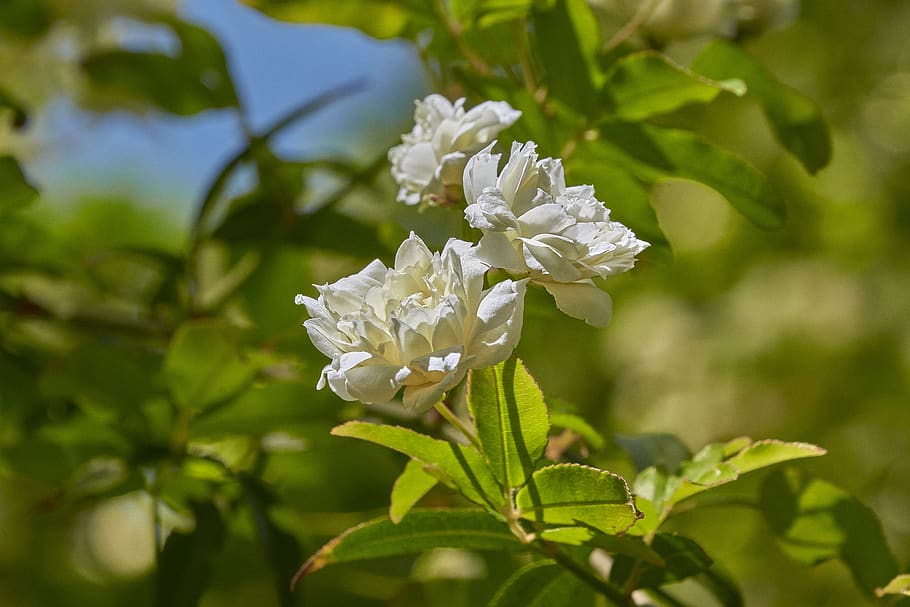 flower, garden, spring, flora, petals, flowers, white, flowering plant HD wallpaper