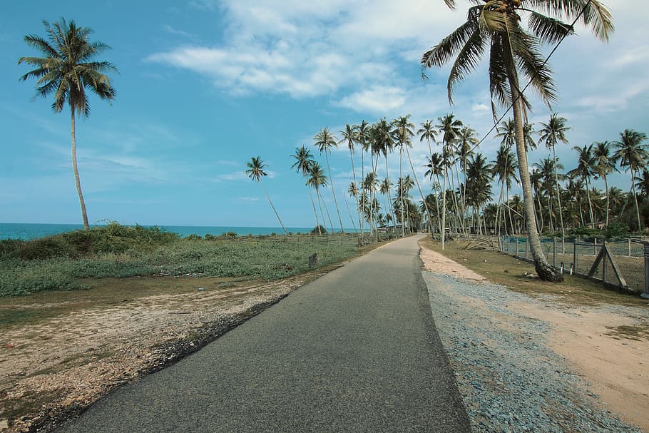 Road Next to Coconut Trees, beach, daylight, landscape, nature HD wallpaper