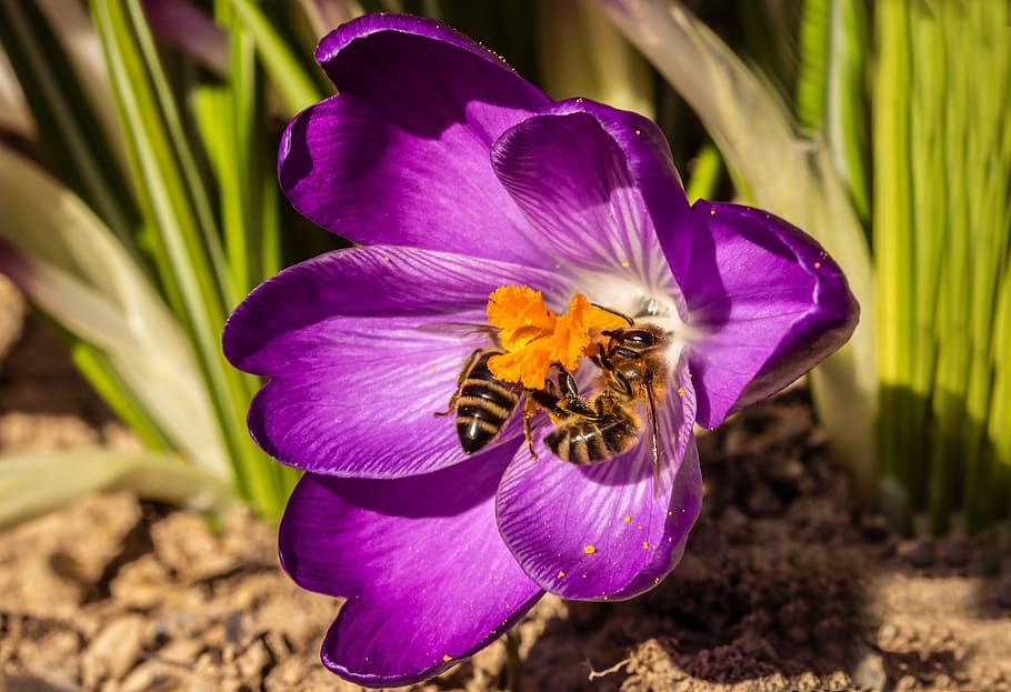 bees, crocus, honey bees, insect, collect pollen, spring, nectar HD wallpaper