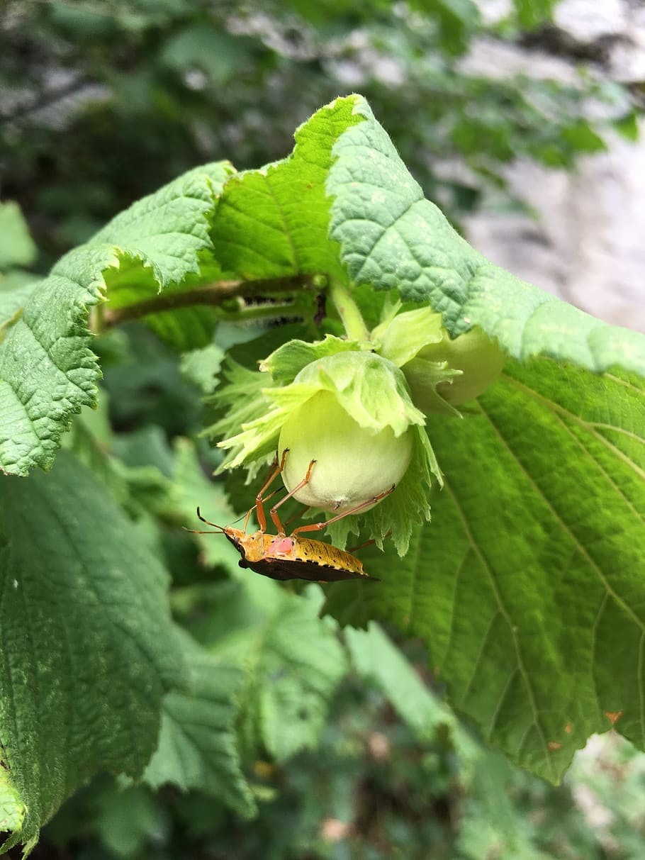 hazelnut, bug, plant, summer, insects, yellow, plants, colors HD wallpaper