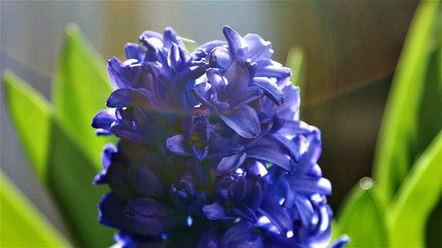 hyacinth, bloom, grow, vegetable, sun, outdoor, bright, fragrant HD wallpaper