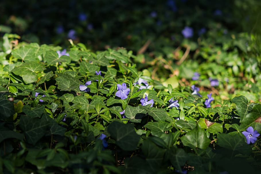 periwinkle, flower, purple, meadow, forest, light, dusk, nature HD wallpaper