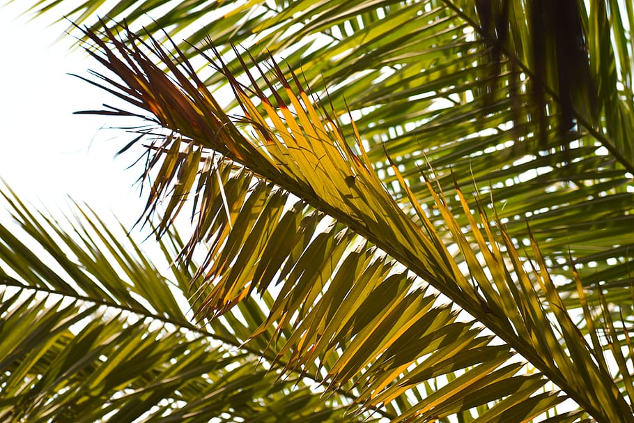 green-leafed plant, flare, light, palm tree, arecaceae, summer HD wallpaper