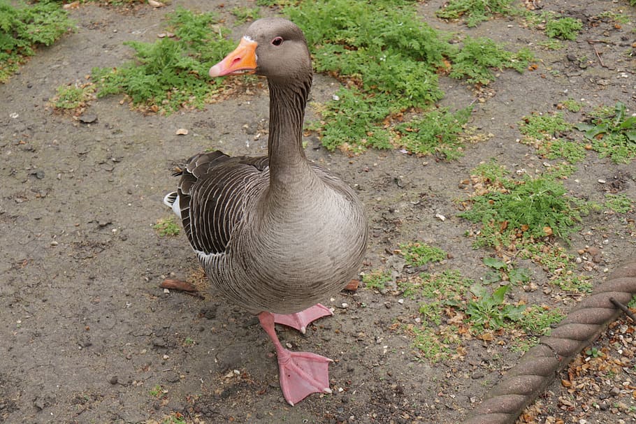 oca, animals, nature, bird, geese, fauna, animal themes, animal wildlife HD wallpaper