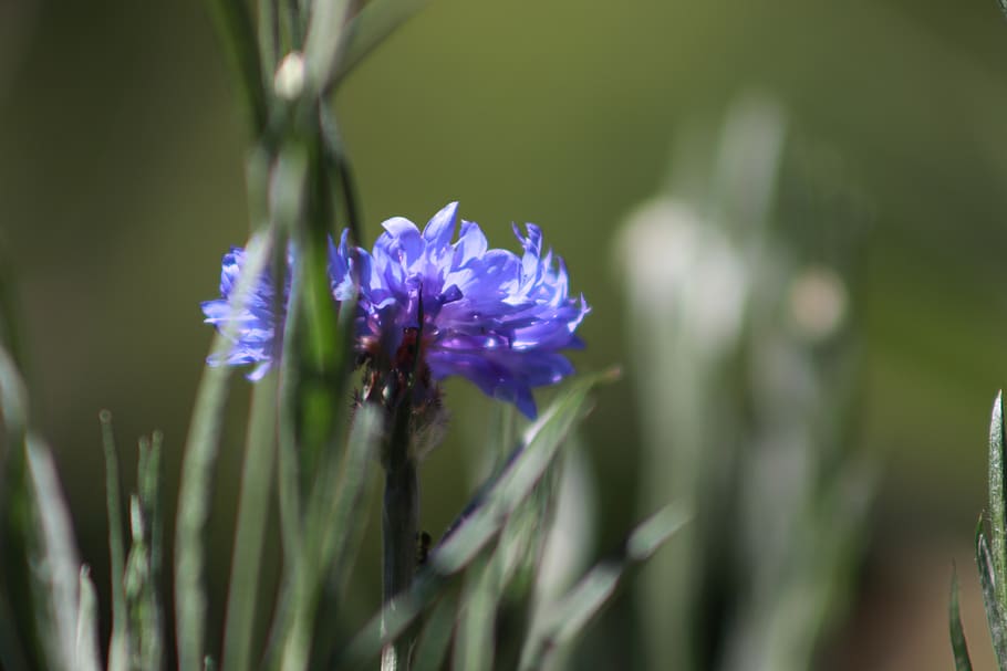 flower, nature, spring, blossom, macro, green, summer, close up, HD wallpaper