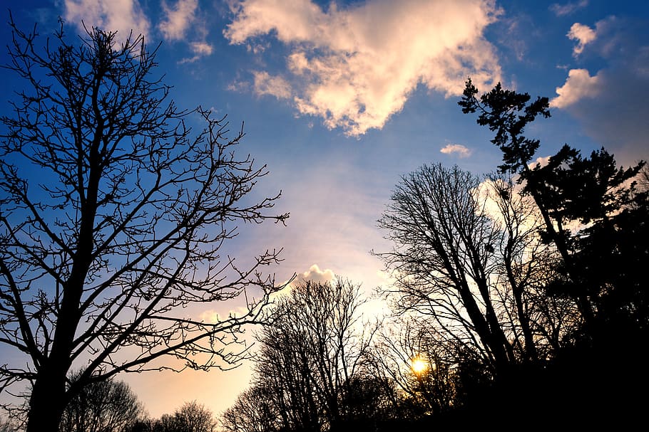 tree, tree top, branch, bare branch, bare tree, winter tree HD wallpaper