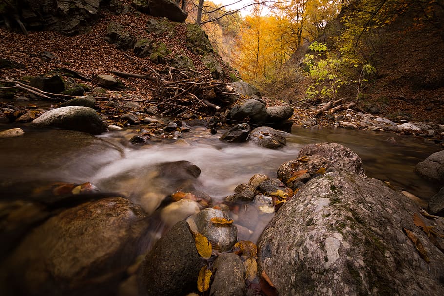 Time-lapsed Photo of Creek and Trees, close-up, environment, flow HD wallpaper