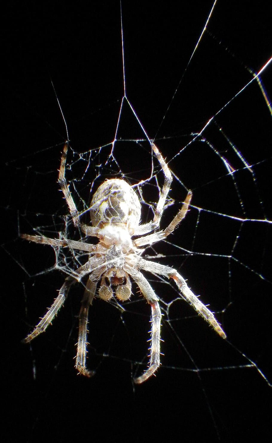spider, web, cobweb, insect, nature, close up, macro, one animal HD wallpaper