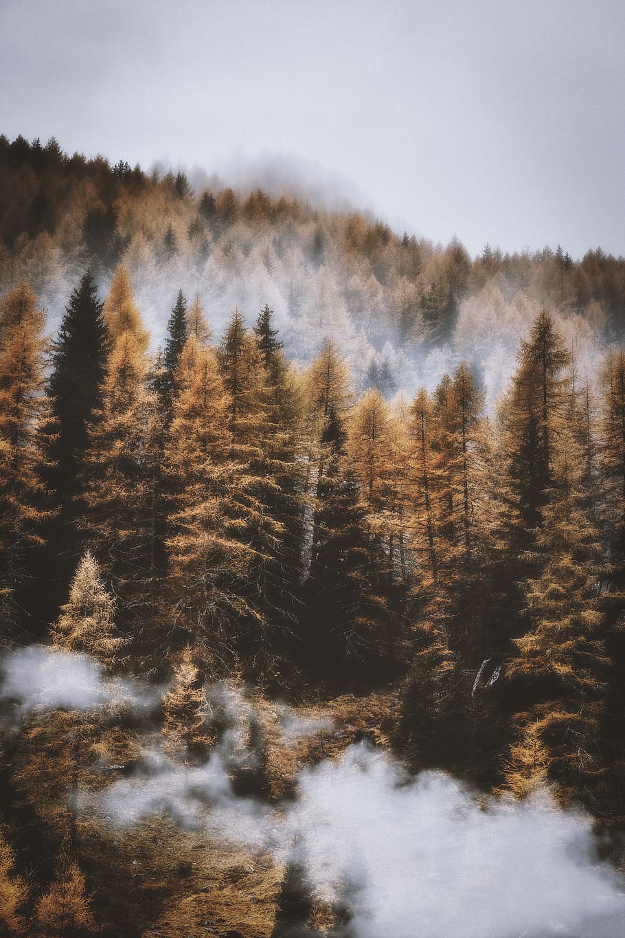 cloudy day and trees during dawn time, plant, beauty in nature HD wallpaper