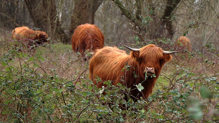 cows, natural, cattle, animal themes, mammal, vertebrate, livestock, HD wallpaper