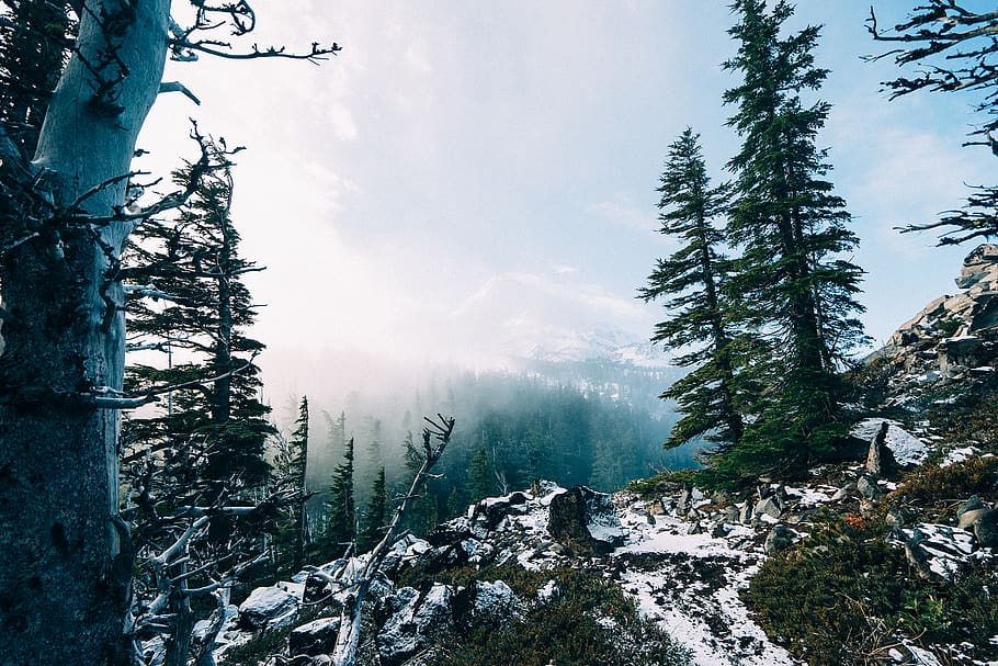 Green Trees Covered With Snow, fog, forest, mountains, winter HD wallpaper