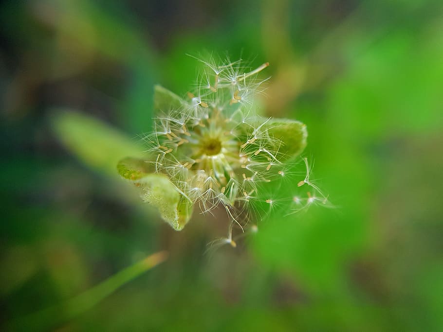 india, jind, fragility, vulnerability, beauty in nature, plant HD wallpaper