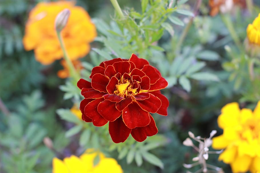 dahlia, flower, autumn, bloom, nature, flower garden, yellow HD wallpaper