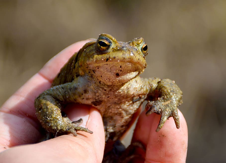 toad, green, eyes, animal, portrait, natural hand, finger, beautiful HD wallpaper