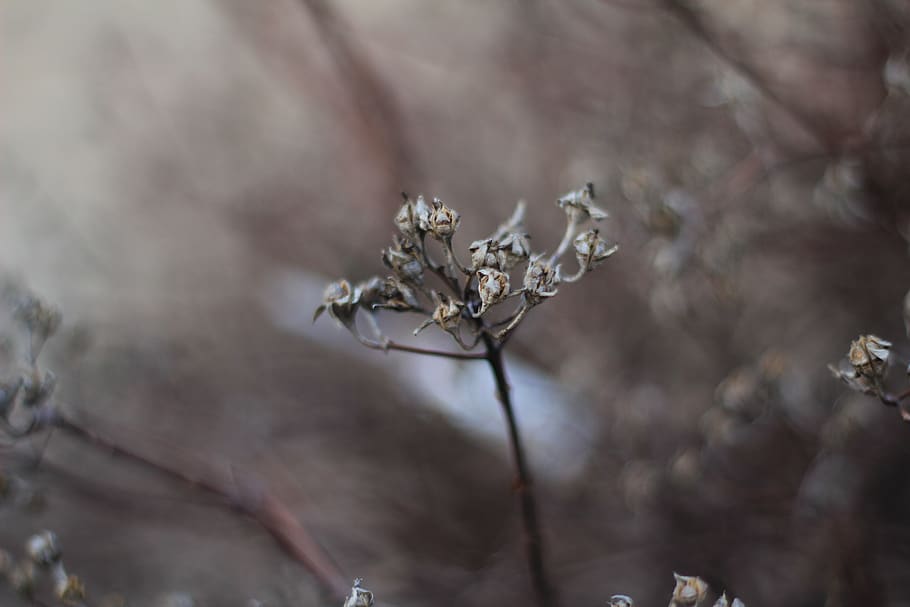 nature, outdoors, ice, spider, invertebrate, animal, arachnid HD wallpaper