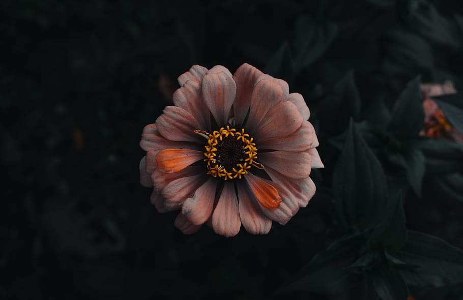 orange and white petaled flower, bokeh, macro, blurred, close-up HD wallpaper