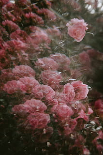 pink flowers in bloom, plant, rose, blossom, geranium, carnation HD wallpaper