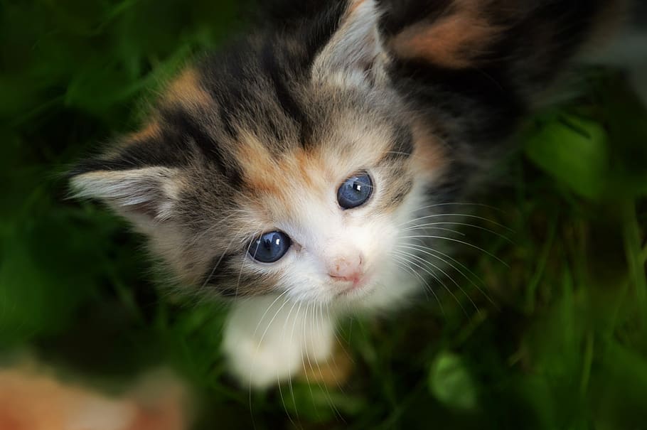 HD wallpaper: kitten, cat, feline, cute, animals, adorable, fur, kitty ...
