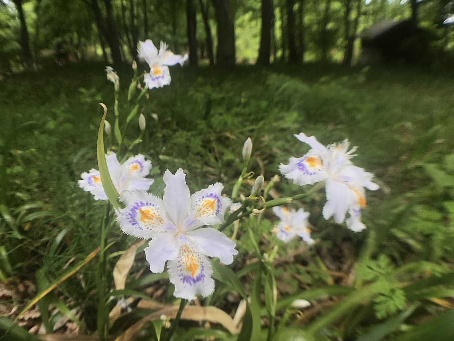 nature, wild iris, peace, calm, spring, mindfulness, flowers HD wallpaper